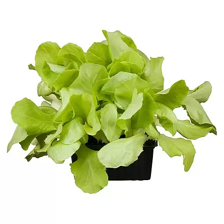 Piardino  Eisbergsalat 6er Schale