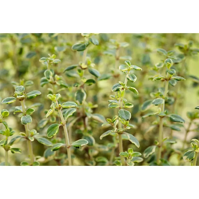Piardino Zitronenthymian Bio - Thymus citriodorus - Nahaufnahme von Zitronenthymian mit grün-gelben Blättern, ideal für Kräutergärten und kulinarische Zwecke.