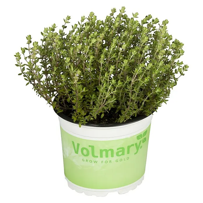 Piardino Kugelthymian Bio - Thymus vulgaris Fredo - Nahaufnahme einer Topfpflanze Thymian der Marke Volmary, deren grüne Blätter und Zweige üppig wachsen. Ideal für Küche und Garten.