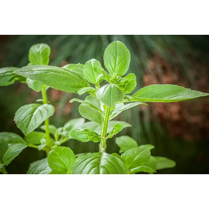 Piardino Garten-Basilikum - Ocimum basilicum Magic White, Topfgröße: 12 cm - Nahaufnahme einer Oregano-Pflanze mit leuchtend grünen Blättern, die im Garten gedeiht. Ideal für Kräuterliebhaber und Hobbyköche.