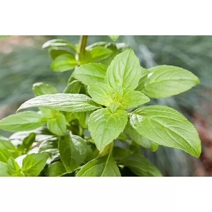 Piardino Garten-Basilikum - Ocimum basilicum Magic White, Topfgröße: 12 cm - Stimmungsaufnahme