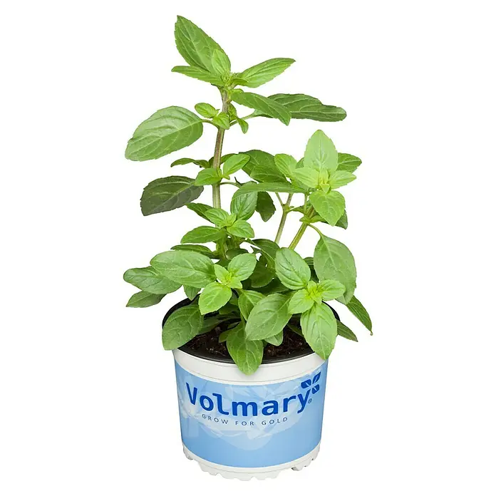 Piardino Garten-Basilikum - Ocimum basilicum Magic White, Topfgröße: 12 cm - Das Bild zeigt einen frischen, grünen Minze-Topf von Volmary, ideal für Küche und Garten.
