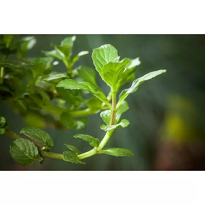 Piardino Minze Bio - Mentha x piperita Swiss - Stimmungsaufnahme