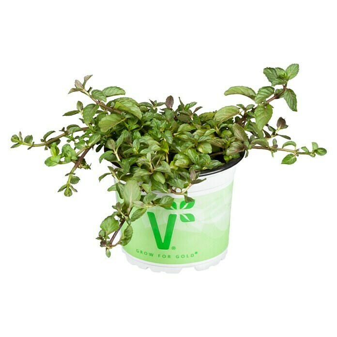 Piardino Minze (Mentha x piperita Swiss, Topfgröße: 12 cm)