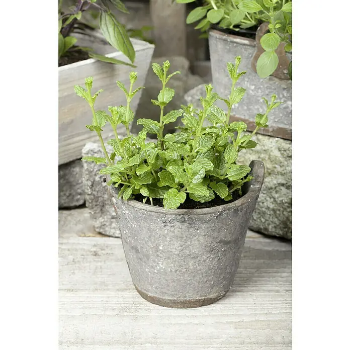 Piardino Marokkanische Minze Bio - Mentha spicata Maroccan - Minze in einem Zinktopf. Das Bild zeigt die grüne Minze, die in einem rustikalen Zinktopf auf einer hellen Holzoberfläche gepflanzt ist.