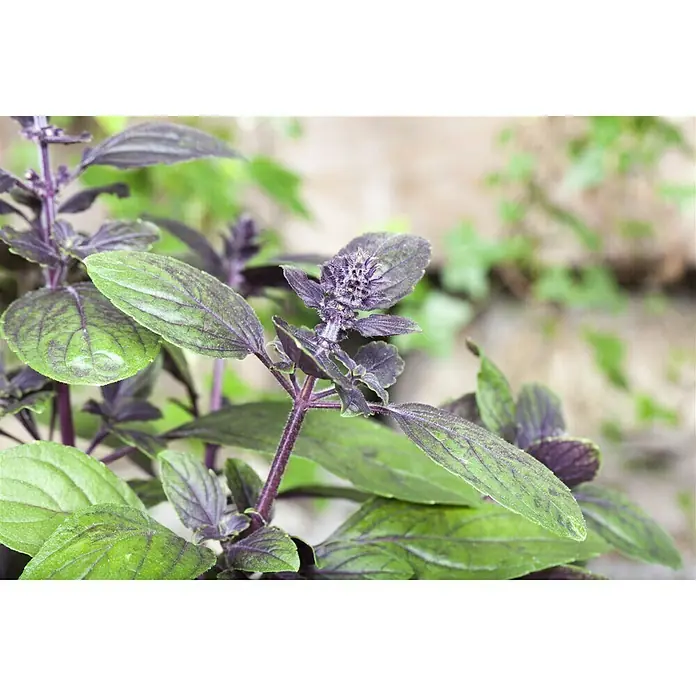 Piardino Bio BasilikumOcimum basilicum 'Magic Blue', Topfgröße: 12 cm - Nahaufnahme von dekorativem Basilikum mit grünen und violetten Blättern, das eine einzigartige Note in jeden Garten bringt.