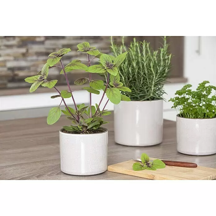 Piardino Bio BasilikumOcimum basilicum 'Magic Blue', Topfgröße: 12 cm