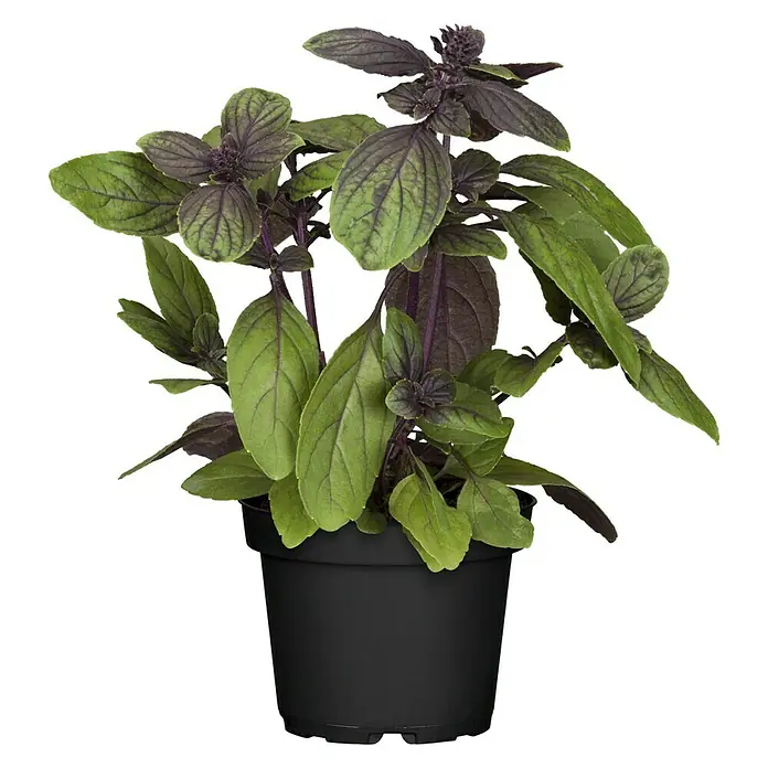 Piardino Bio BasilikumOcimum basilicum 'Magic Blue', Topfgröße: 12 cm