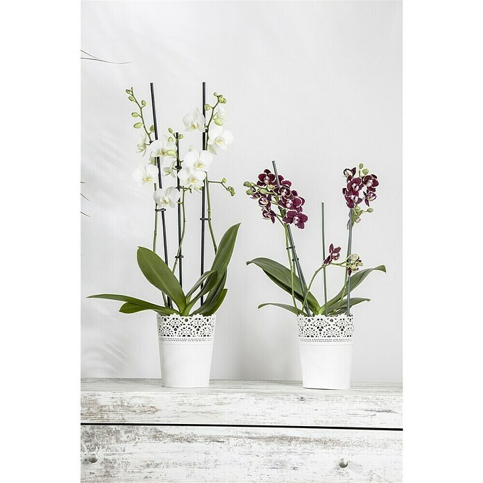 Phalaenopsis multiflora 12 3 Risper i.F.