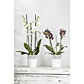 Phalaenopsis multiflora 12 3 Risper i.F.