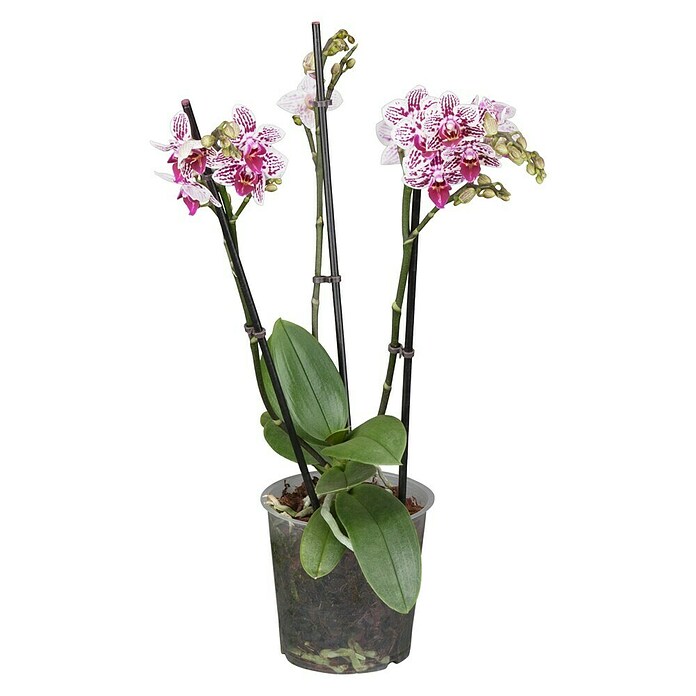Phalaenopsis multiflora 12 3 Risper i.F.