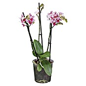 Phalaenopsis multiflora 12 3 Risper i.F.