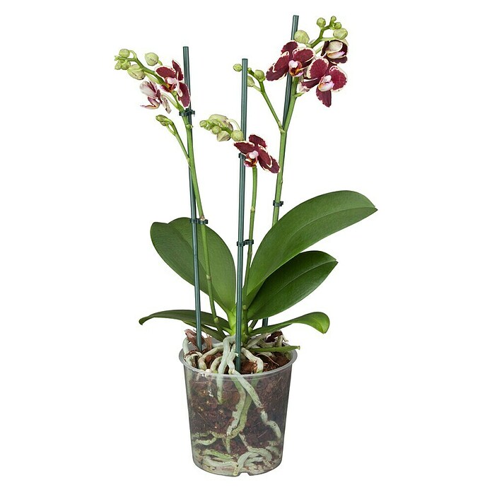 Phalaenopsis multiflora 12 3 Risper i.F.
