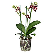 Phalaenopsis multiflora 12 3 Risper i.F.