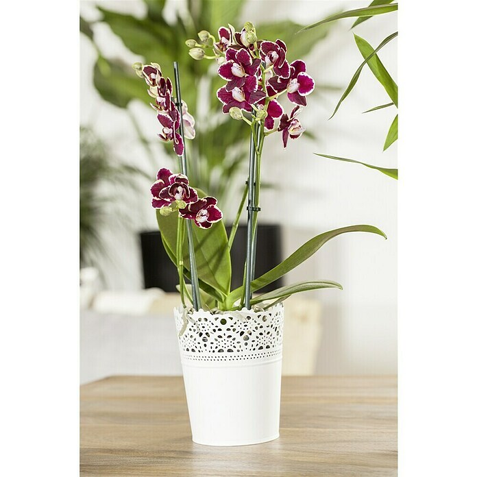 Phalaenopsis multiflora 12 3 Risper i.F.