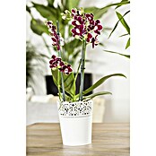 Phalaenopsis multiflora 12 3 Risper i.F.