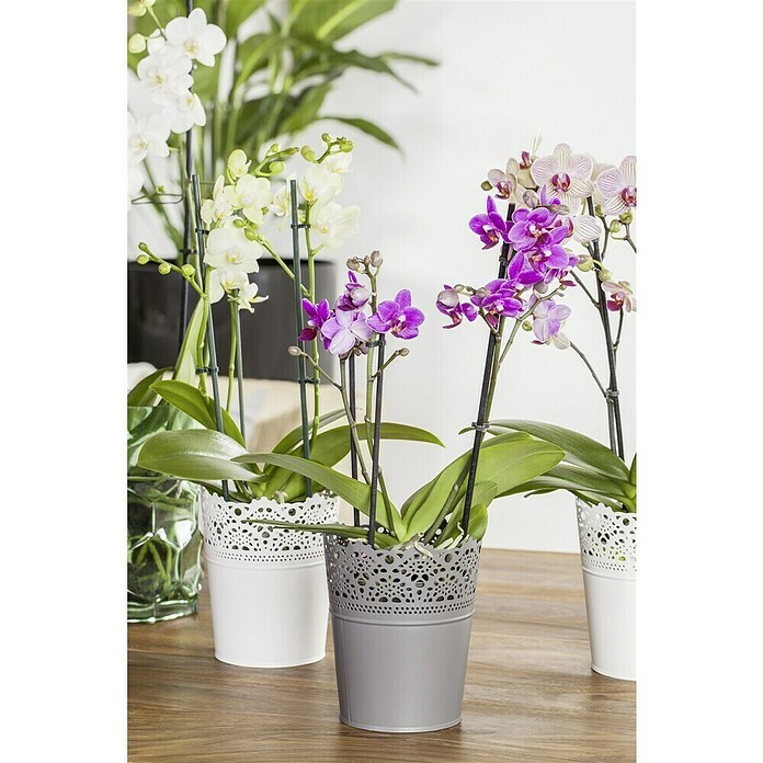 Phalaenopsis multiflora 12 3 Risper i.F.