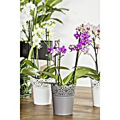 Phalaenopsis multiflora 12 3 Risper i.F.