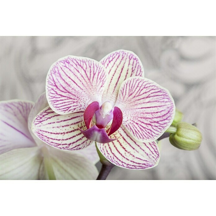 Phalaenopsis multiflora 12 3 Risper i.F.