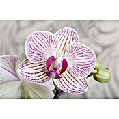 Phalaenopsis multiflora 12 3 Risper i.F.