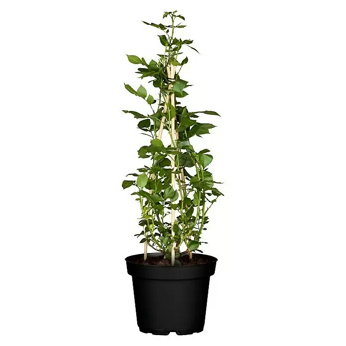 Piardino Kletterrose - Rosa x 'Courtyard', Topfgröße: 23 cm, Weiß - Vorderansicht