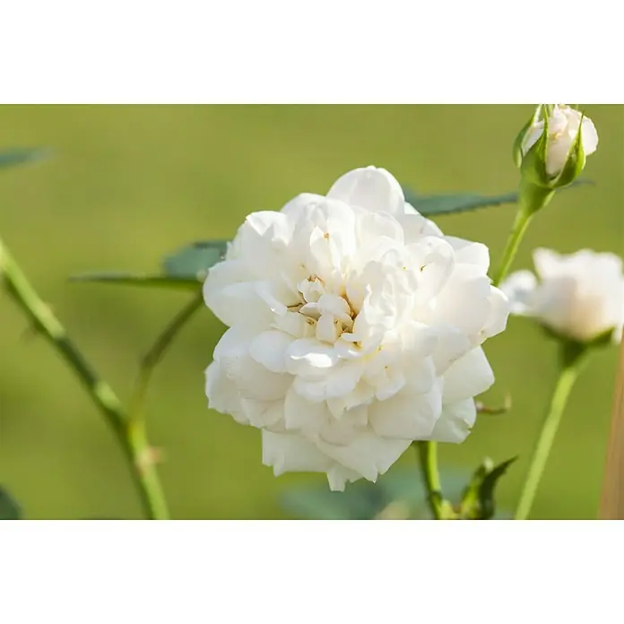 Piardino Kletterrose - Rosa x 'Courtyard', Topfgröße: 23 cm, Weiß - Nahaufnahme einer strahlend weißen Rose mit zarten Blütenblättern vor einem sanften grünen Hintergrund.