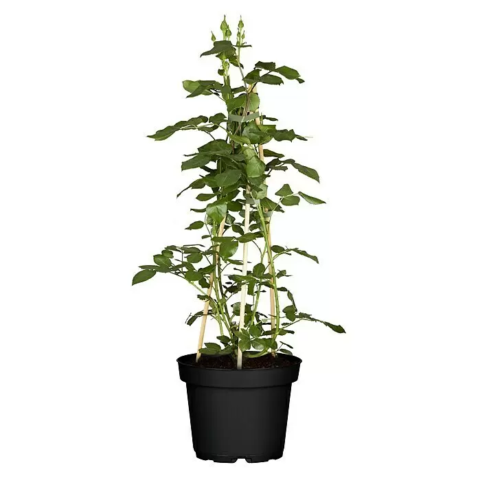 Piardino Kletterrose - Rosa x 'Courtyard', Topfgröße: 23 cm, Rot - Vorderansicht