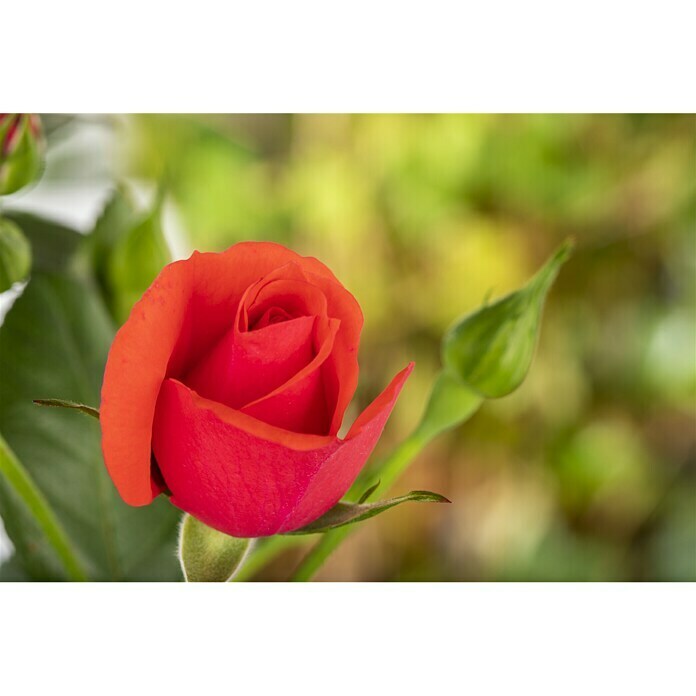 Piardino KletterroseRosa x 'Courtyard', Topfgröße: 23 cm, Rot Mood Shot