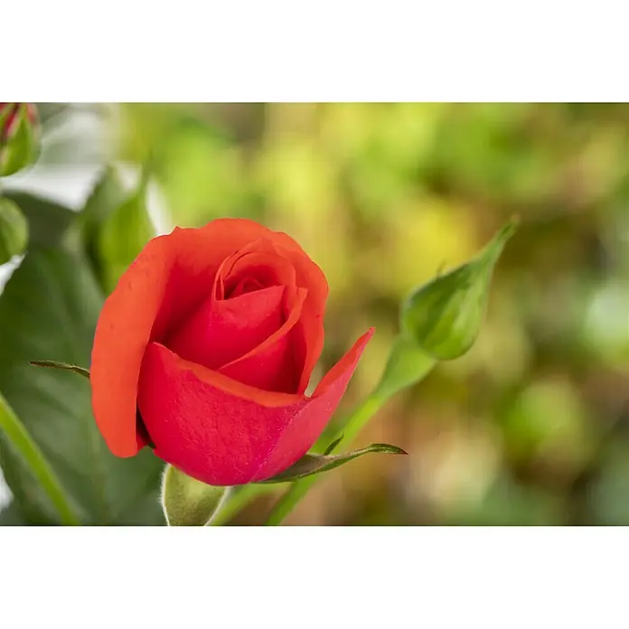 Piardino Kletterrose - Rosa x 'Courtyard', Topfgröße: 23 cm, Rot - Nahaufnahme einer roten Rosenknospe mit grünen Blättern und verschwommenem Hintergrund. Perfekt für florale Designs.