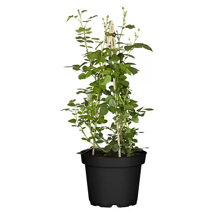 Piardino Kletterrose - Rosa x 'Courtyard', Topfgröße: 23 cm, Gelb - Vorderansicht