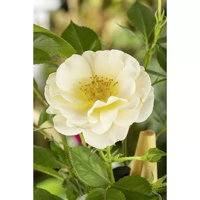 Piardino Kletterrose - Rosa x 'Courtyard', Topfgröße: 23 cm, Gelb - Stimmungsaufnahme