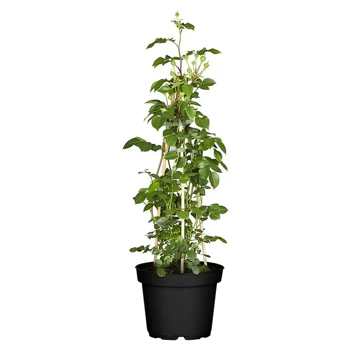 Piardino Kletterrose - Rosa x 'Courtyard', Topfgröße: 23 cm, Rosa - Eine Kletterrose im schwarzen Topf, die an einem hölzernen Spalier hochwächst. Die Rose hat grüne Blätter und Knospen.