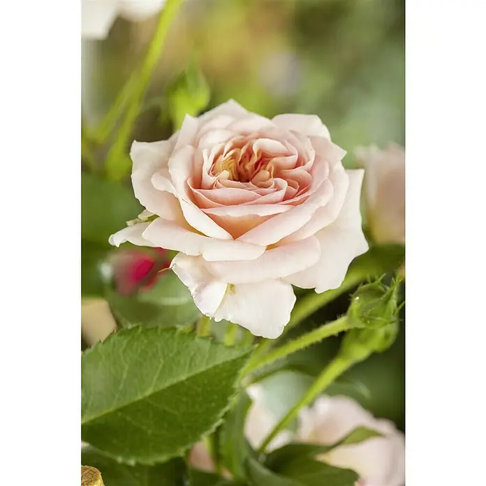 Piardino Kletterrose - Rosa x 'Courtyard', Topfgröße: 23 cm, Rosa - Nahaufnahme einer zarten, hellrosa Rose mit spiralförmigen Blütenblättern im Zentrum, umgeben von grünen Blättern.