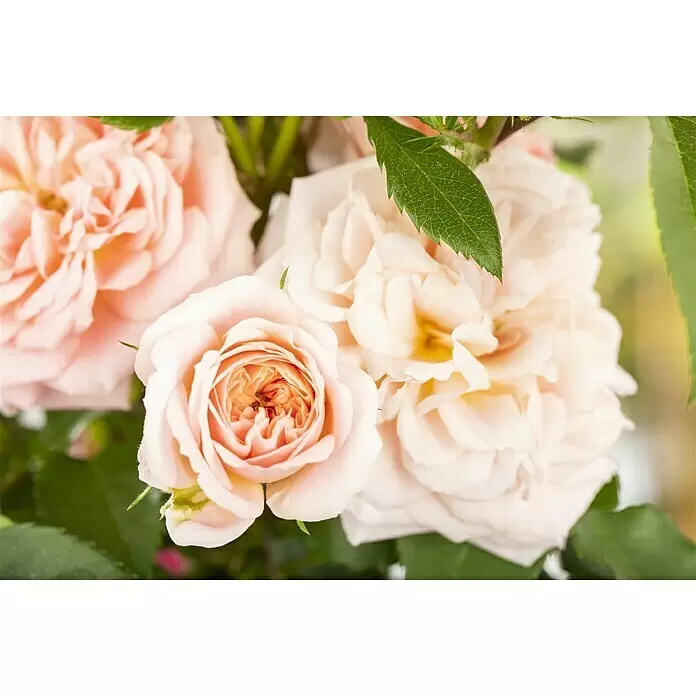 Piardino Kletterrose - Rosa x 'Courtyard', Topfgröße: 23 cm, Rosa - Stimmungsaufnahme