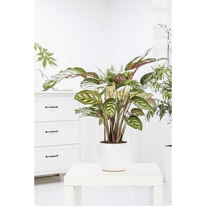 Calathea hybride 19