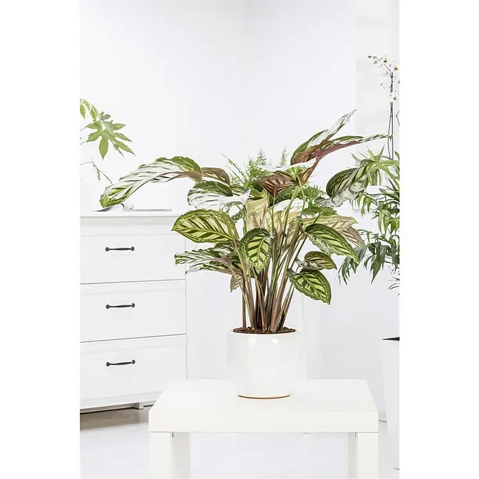 Piardino Calathea - Calathea hybride, Topfgröße: 19 cm - Eine Calathea 'Whitestar' Zimmerpflanze in einem weißen Topf, platziert auf einem Tisch, vor einem hellen, minimalistischen Hintergrund.