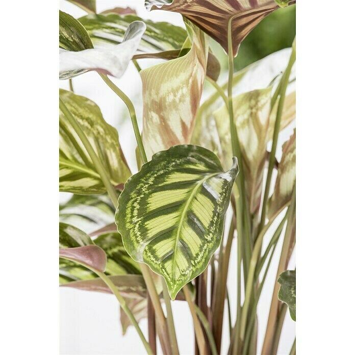 Calathea hybride 19