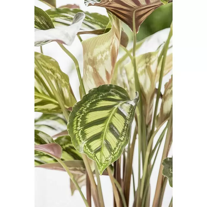 Piardino Calathea - Calathea hybride, Topfgröße: 19 cm - Stimmungsaufnahme