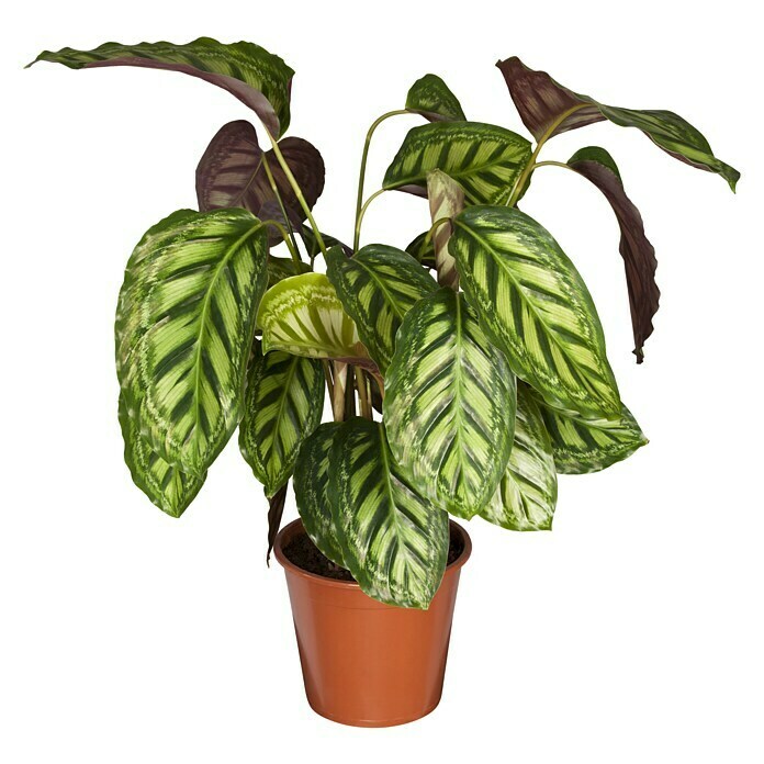 Calathea hybride 19