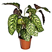 Calathea hybride 19