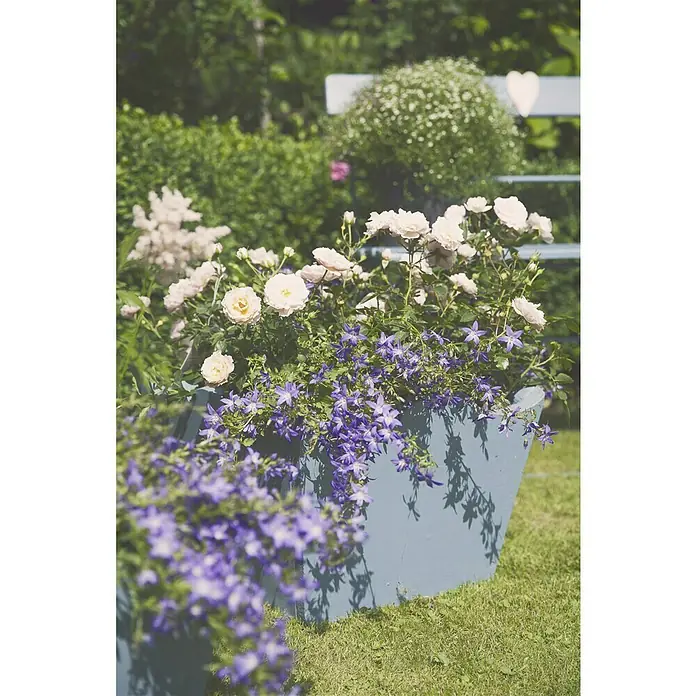 Piardino Beetrose - Rosa hybride verschiedene Sorten, Topfgröße: 19 cm, verschiedene Sonderfarben - Blumenkasten mit Rosen und Glockenblumen auf einer grünen Wiese, ein schönes Deko-Objekt für den Garten oder die Terrasse.