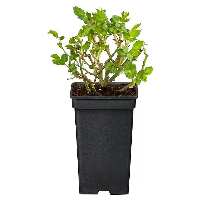 Piardino Beetrose - Rosa hybride verschiedene Sorten, Topfgröße: 19 cm, verschiedene Sonderfarben - Vorderansicht