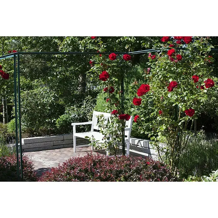 Piardino Rosa híbrida - Rosa Hybride 'Acapella ®', Tamaño de maceta: 19 cm, Plateado - Rojo cerezo - Un banco de jardín blanco bajo un arco de rosas en el jardín. Ideal para relajarse y disfrutar de la naturaleza.