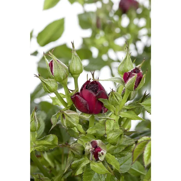 Piardino Rosa híbrida - Rosa Hybride 'Acapella ®', Tamaño de maceta: 19 cm, Plateado - Rojo cerezo - Primer plano de capullos de rosa oscura con hojas verdes, que muestra su elegante y profundo tono.