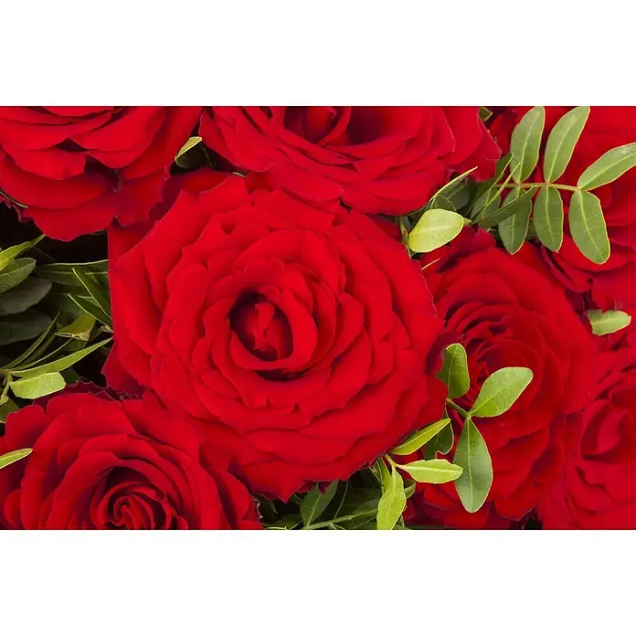 Piardino Rosa híbrida - Rosa Hybride 'Acapella ®', Tamaño de maceta: 19 cm, Plateado - Rojo cerezo - Primer plano de un ramo de rosas rojas, que irradia elegancia y amor, perfecto como regalo o decoración.