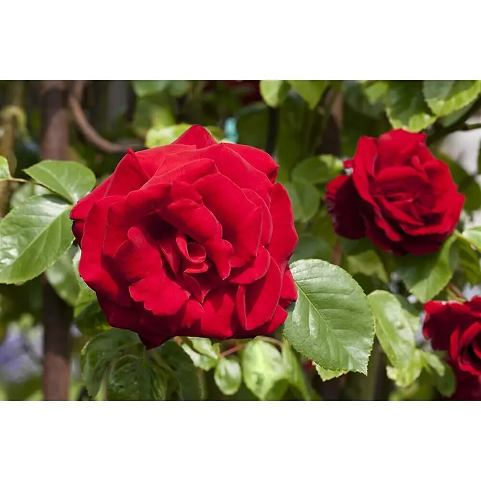 Piardino Rosa híbrida - Rosa Hybride 'Acapella ®', Tamaño de maceta: 19 cm, Plateado - Rojo cerezo - Primer plano de flores de rosa rojas con hojas verdes que resaltan la belleza y la elegancia de la rosa.