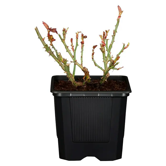 Piardino Rosa híbrida - Rosa x hybrida, Tamaño de maceta: 13 cm - Rosal en maceta negra con brotes y hojas jóvenes. Ideal para jardín o balcón.