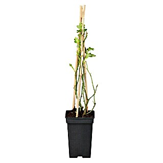 Piardino Kletterrose (Rosa Hybride Climbing Chinatown, Topfgröße: 19 cm, Gelb)