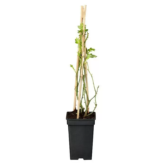 Piardino Kletterrose - Rosa Hybride Climbing Chinatown, Topfgröße: 19 cm, Gelb - Vorderansicht