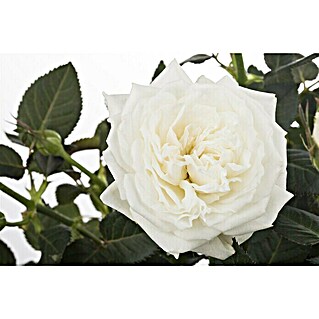 Piardino Beetrose (Rosa Hybride Kirstallperle, Topfgröße: 19 cm, Weiß)